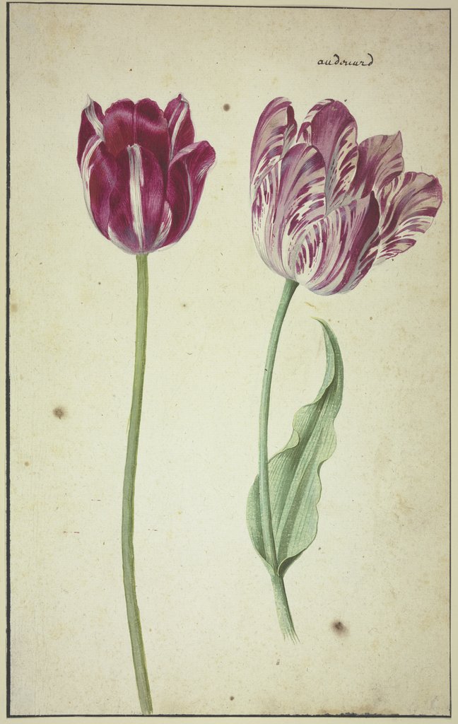 Two tulips, Netherlandish, 17th century, German, 17th century