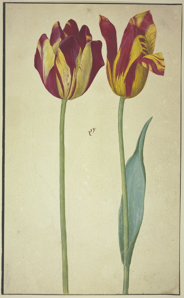 Zwei gelbrote Tulpen, Niederländisch, 17. Jahrhundert, Deutsch, 17. Jahrhundert