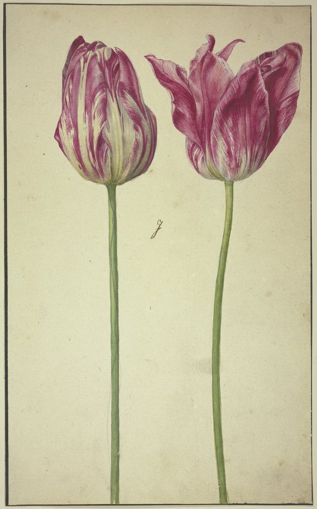 Two tulips, Netherlandish, 17th century, German, 17th century