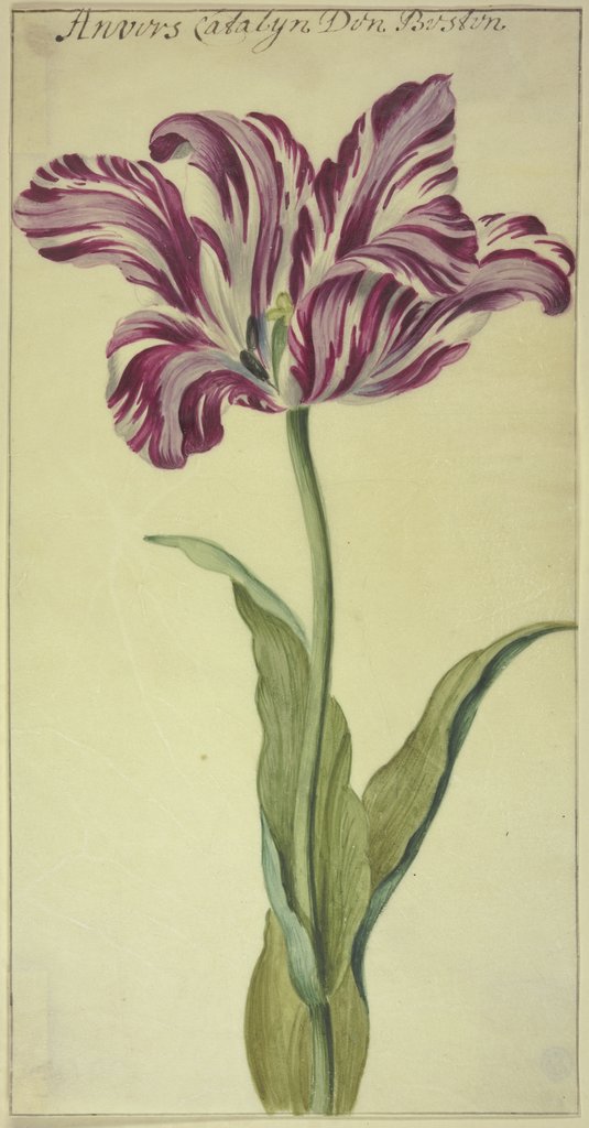 A tulip, Netherlandish, 17th century, French, 17th century