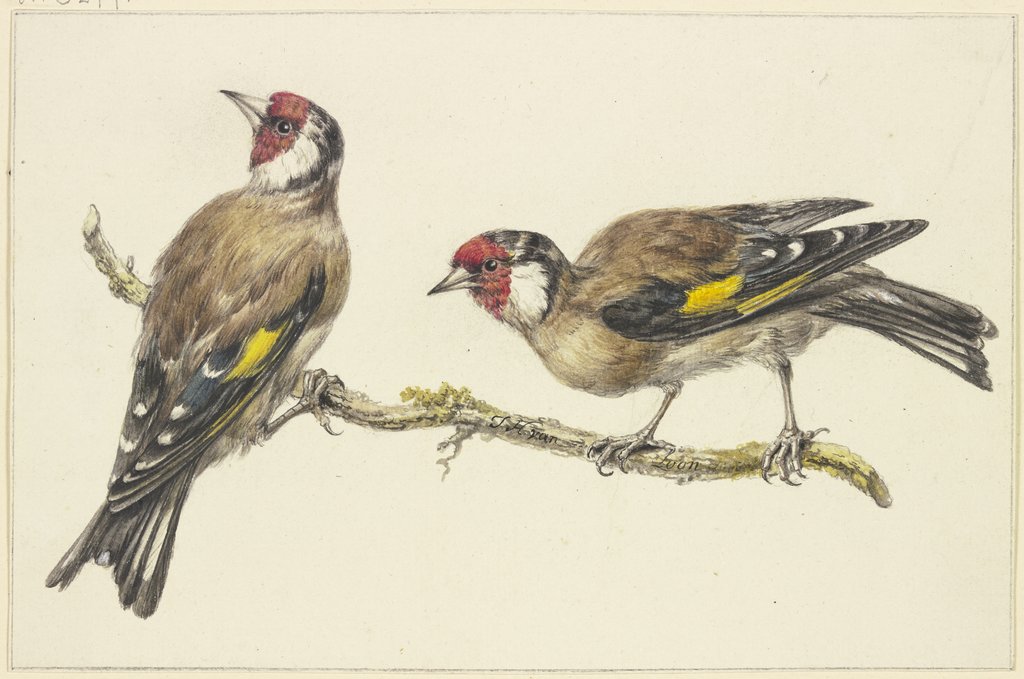 Two goldfinches, J. H. van Loon