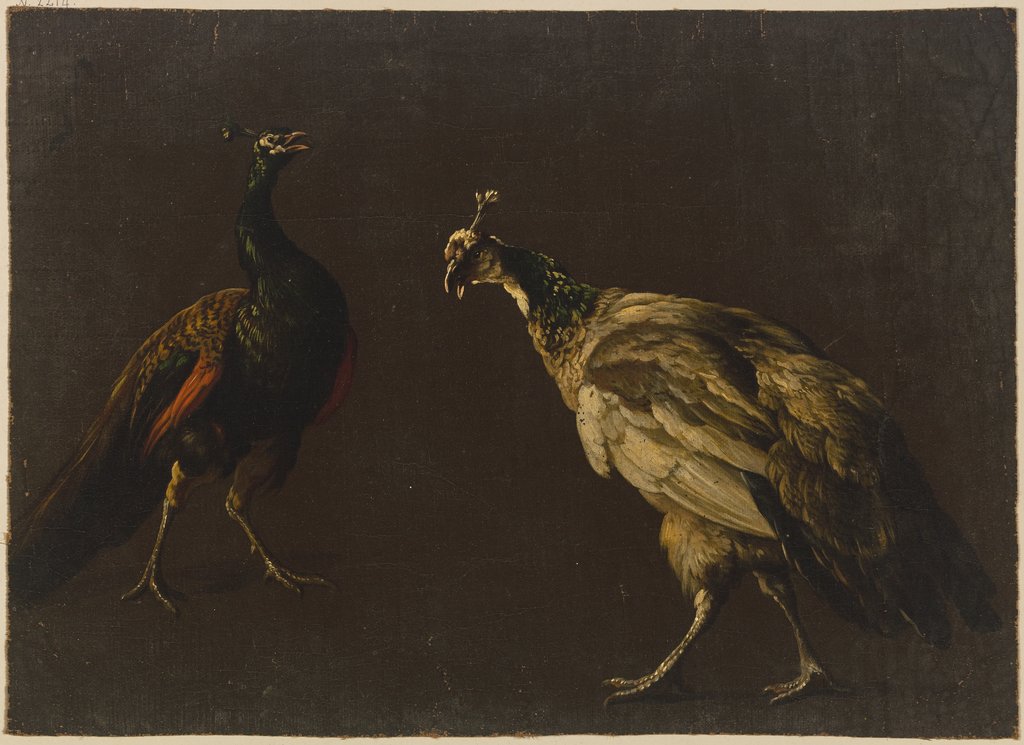 Pfau und Pfauenhenne, Jan Weenix