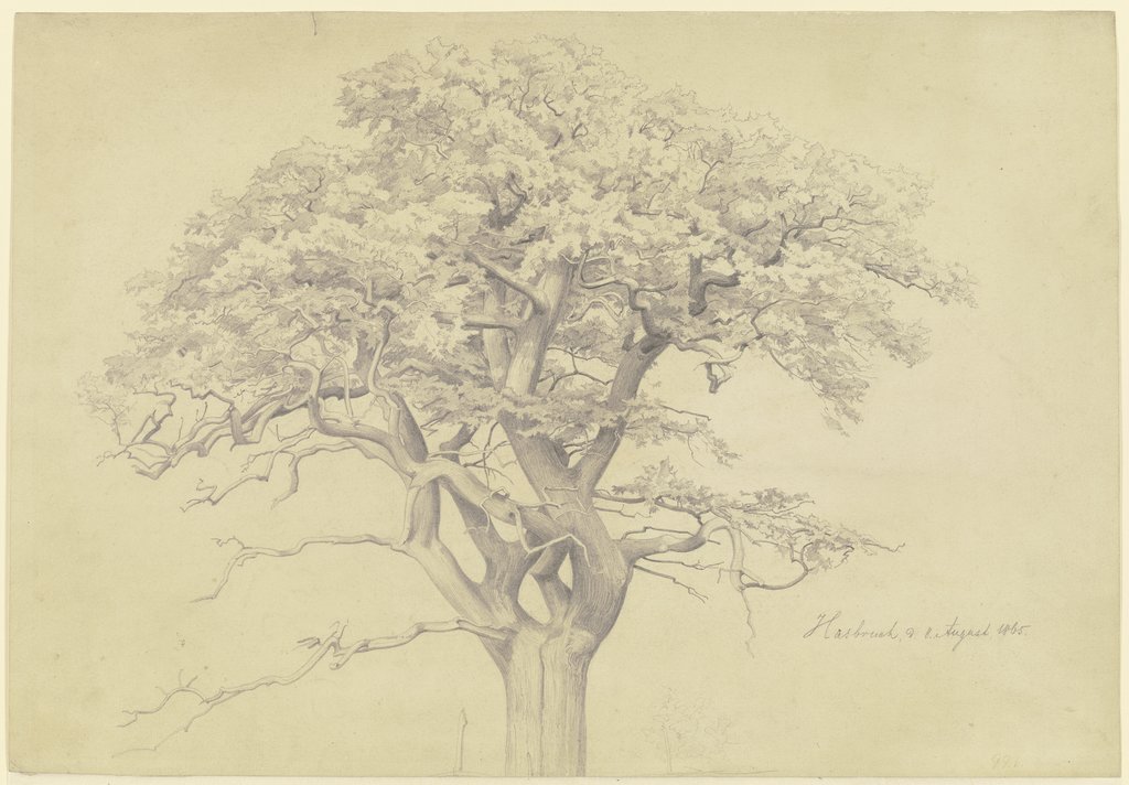 Treetop, Edmund Friedrich Kanoldt