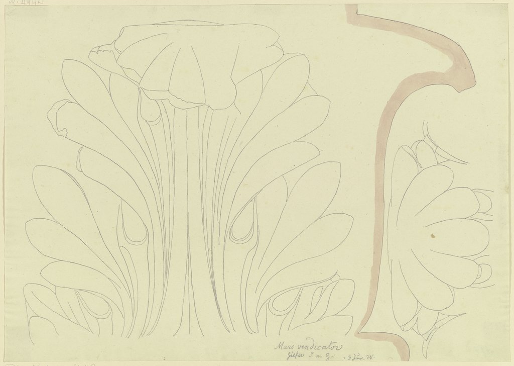 Aufsicht und Profil eines Akanthusblattes an einem korinthischen Kapitell (vom Tempio di Ercole Vincitore in Rom?), Friedrich Maximilian Hessemer
