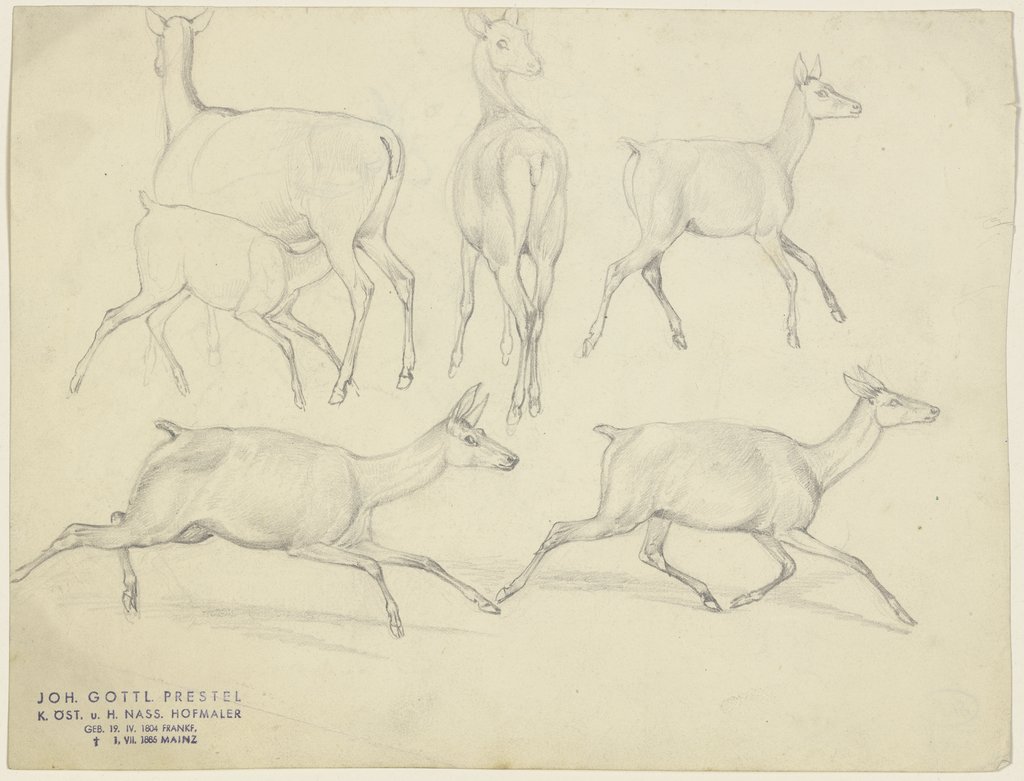 Study sheet: Chamois, Johann Erdmann Gottlieb Prestel