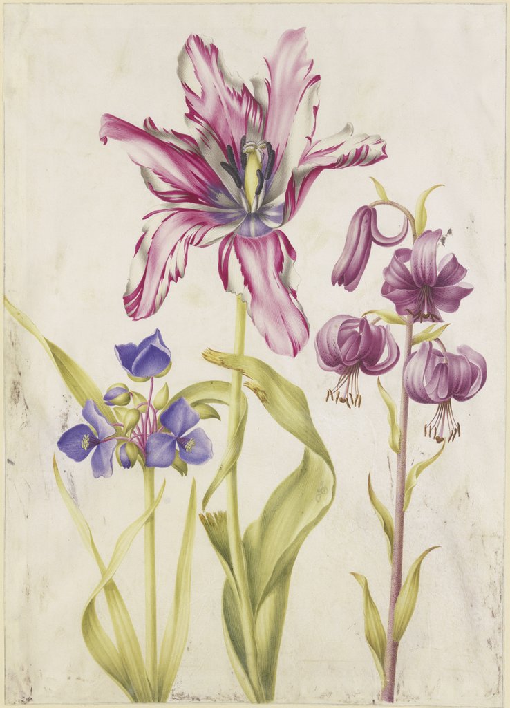 Tradescantia, Tulpe, Türkenbund, N. Robb;   ?