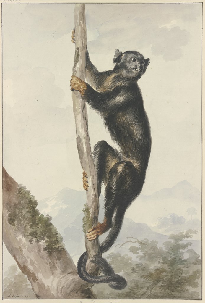 A Peruvian Spider Monkey (Ateles chamek), Aert Schouman