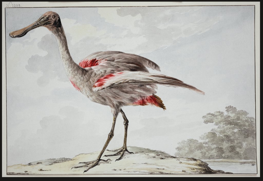 A Roseate Spoonbill (Platalea ajaja), Aert Schouman