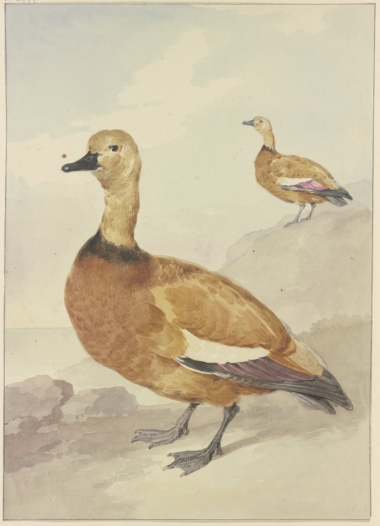 Zwei rote Enten, Aert Schouman