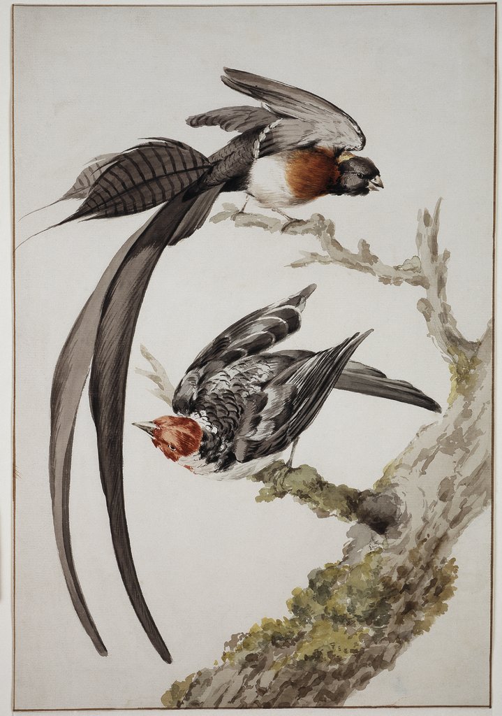 Paradise widow and sparrow bird, Aert Schouman