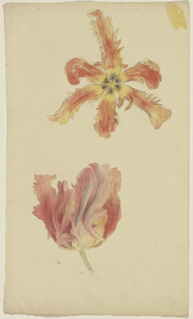 Parrot tulips, Wilhelm Steinhausen