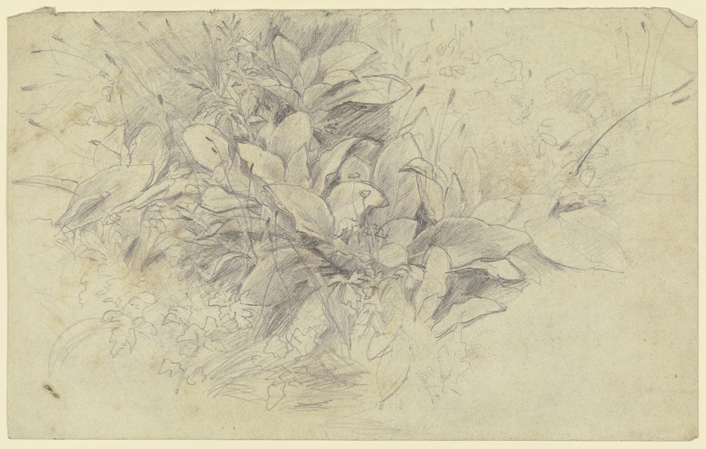 Study of plants, Otto Scholderer