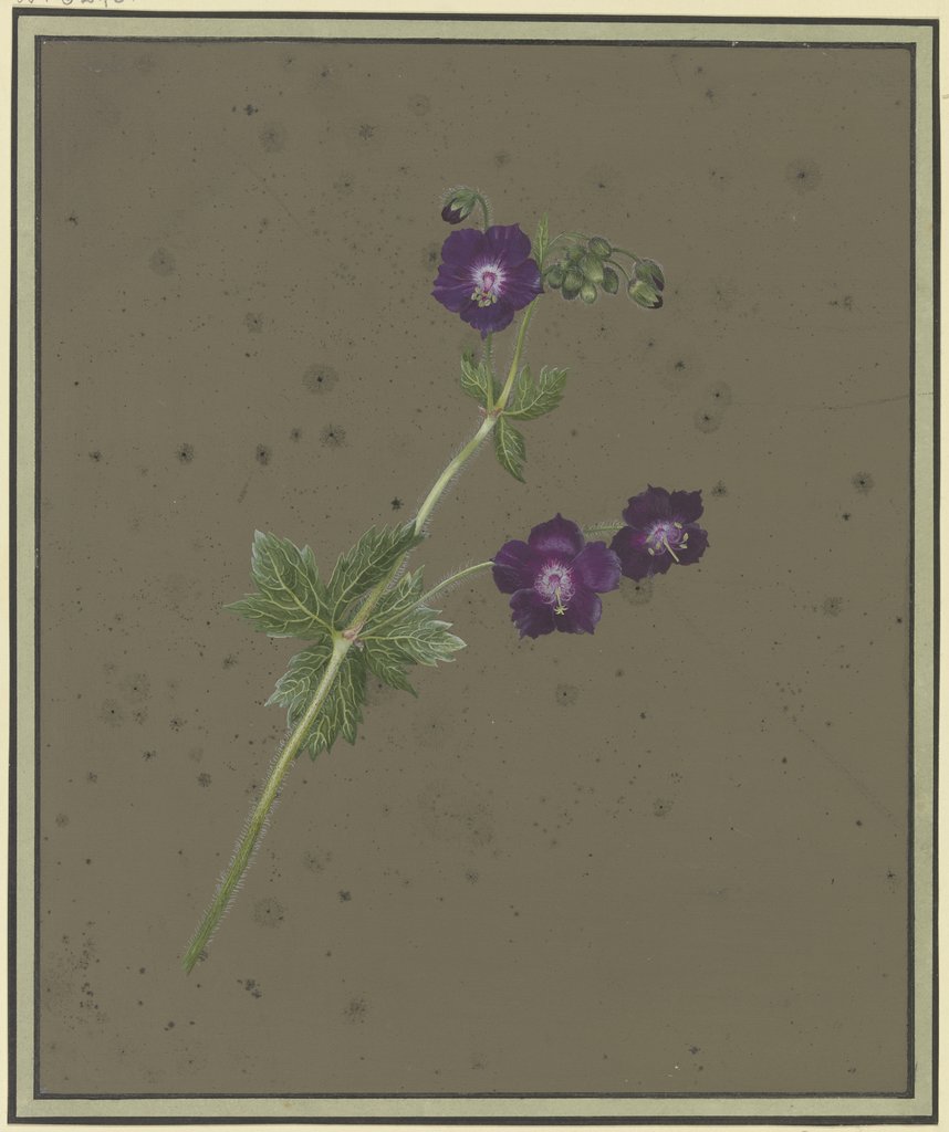 Branch with violet blossoms, Christiane Friederike Stricker