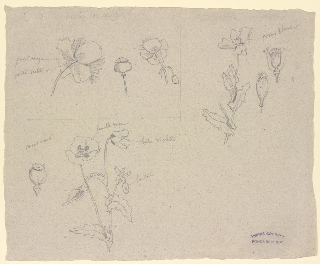 Studien zu verschiedenen Mohnarten, Gustave Courbet;   ?, Jean-Baptiste-Eugène-César  Reverdy;   ?