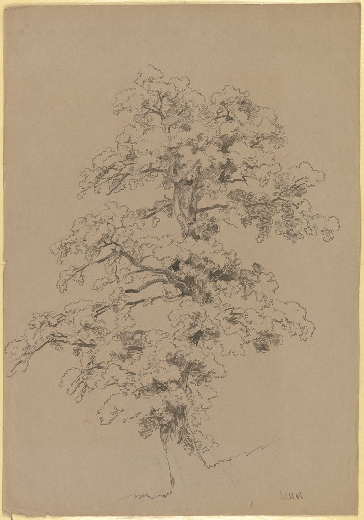 A tree, Carl Theodor Reiffenstein