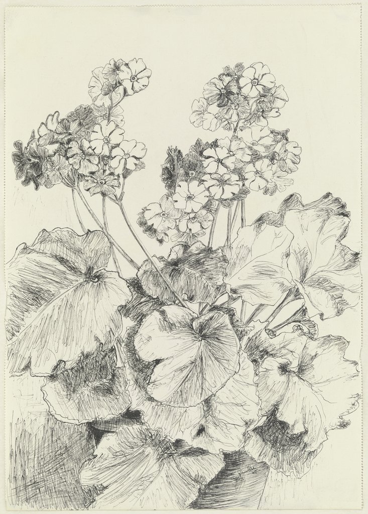 Primroses, Gertrud Sentke