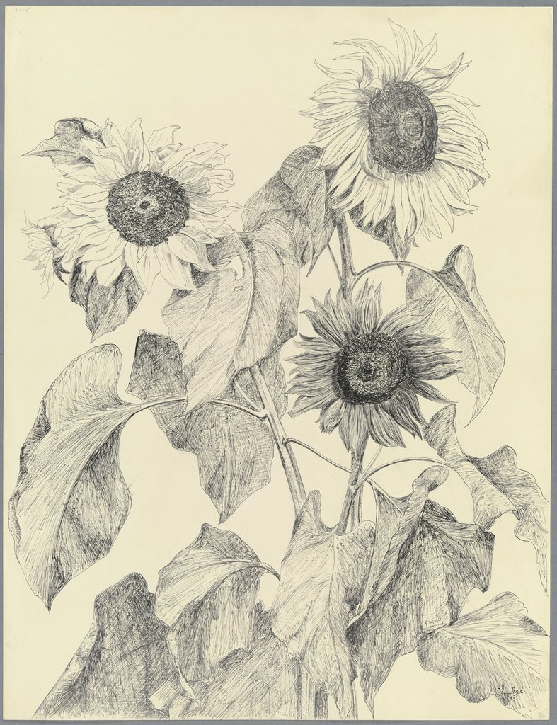 Sunflowers, Gertrud Sentke