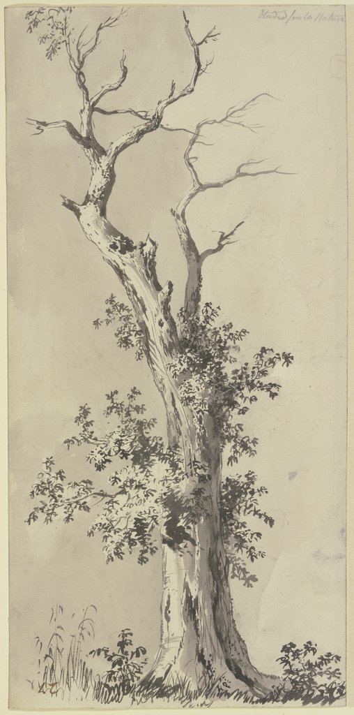 Tree with leafless treetop, Jean-Jacques de Boissieu