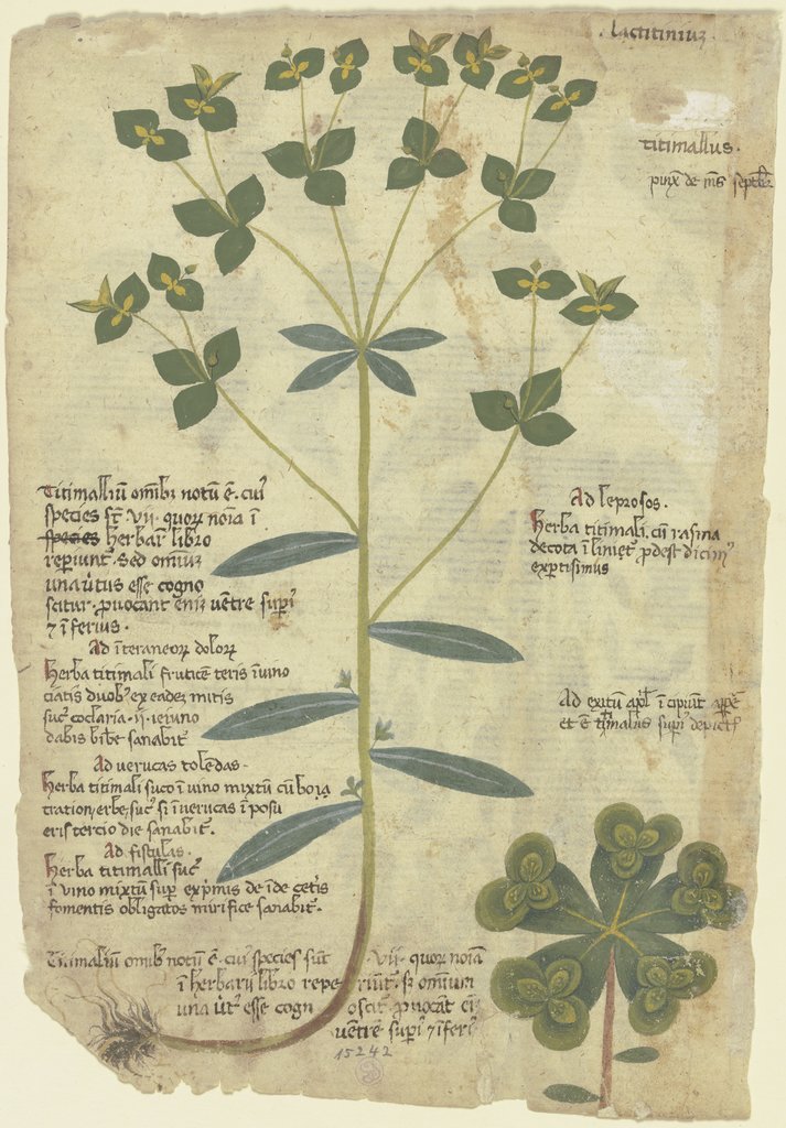 Broad-leaved spurge, Venetic, 15th century