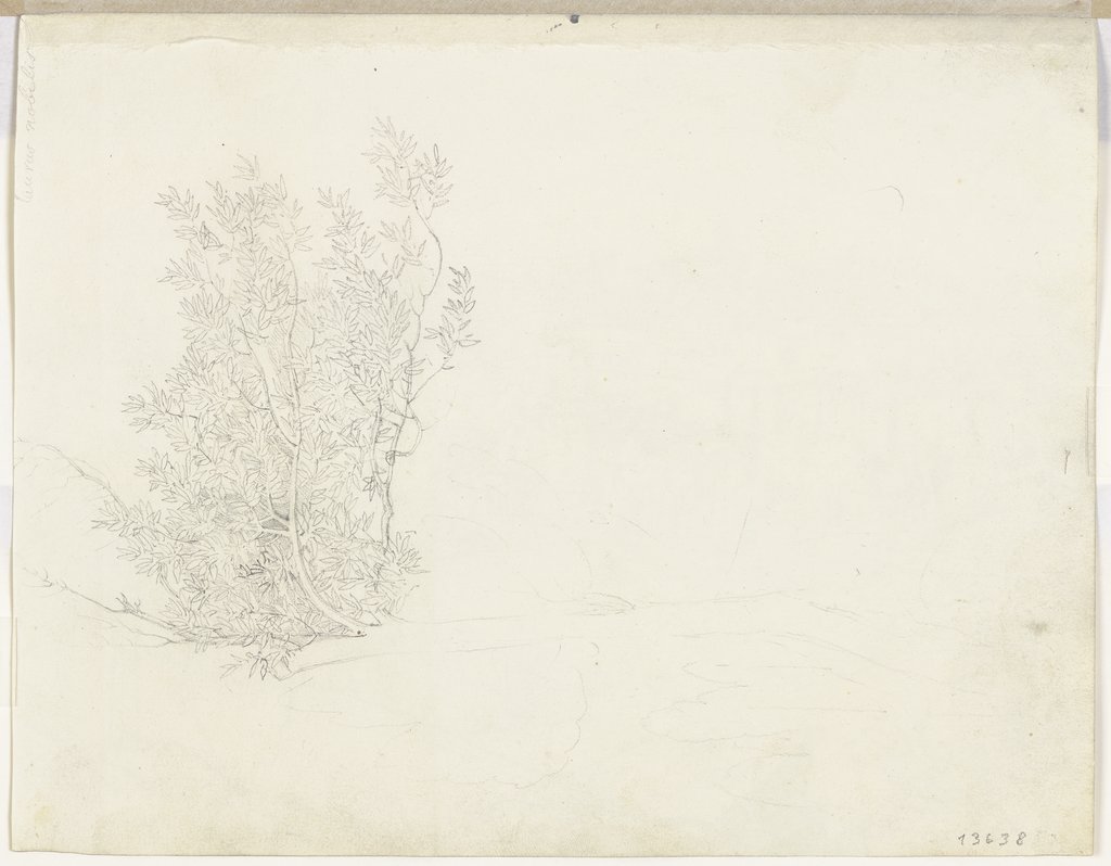 Lorbeerbaum, Franz Horny