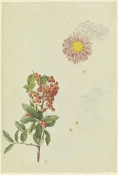 Feuerdorn und Chrysantheme, Franz Horny