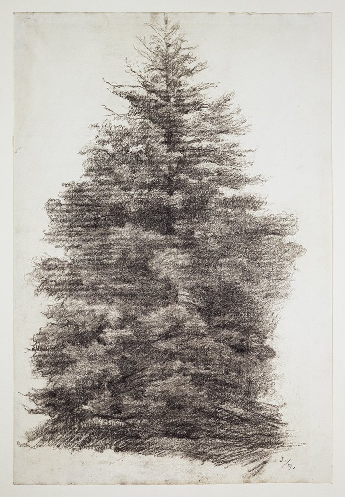 Fir tree, Louis Eysen