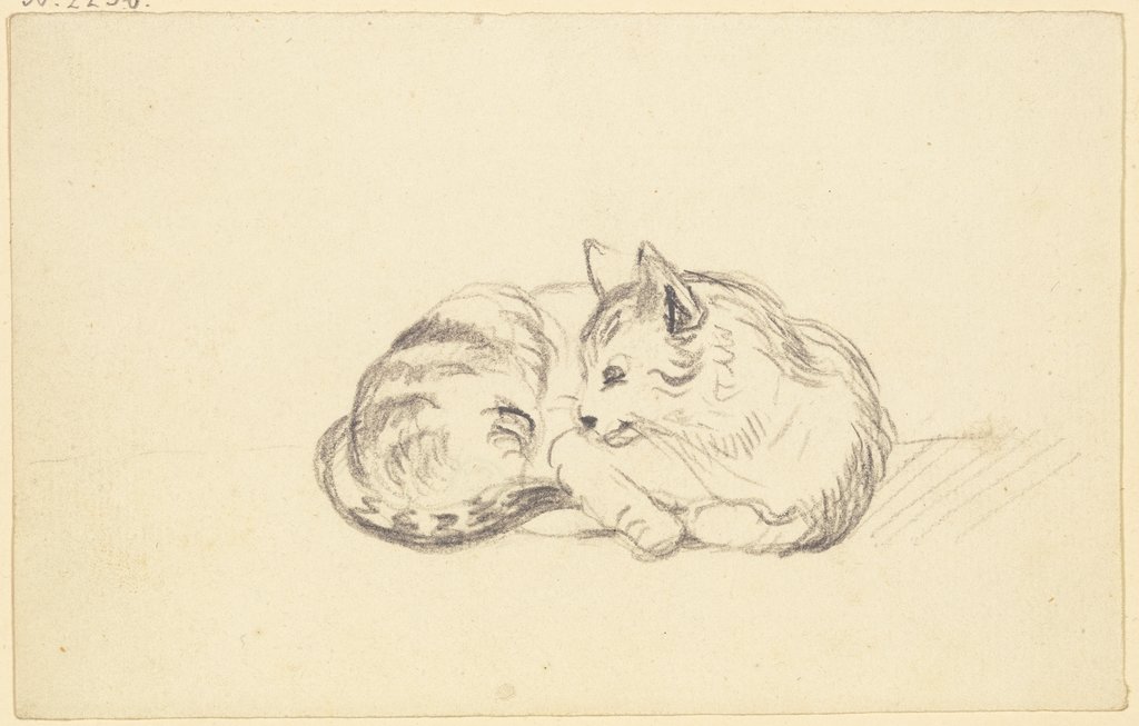 Lying cat, Friedrich Wilhelm Hirt