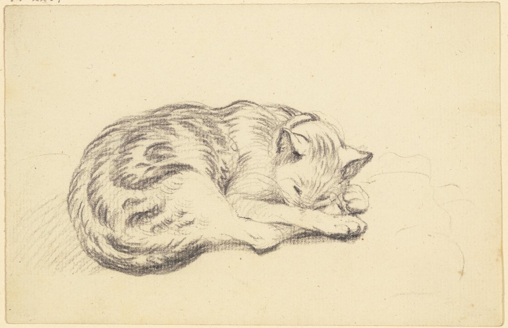 Schlafende Katze, Friedrich Wilhelm Hirt