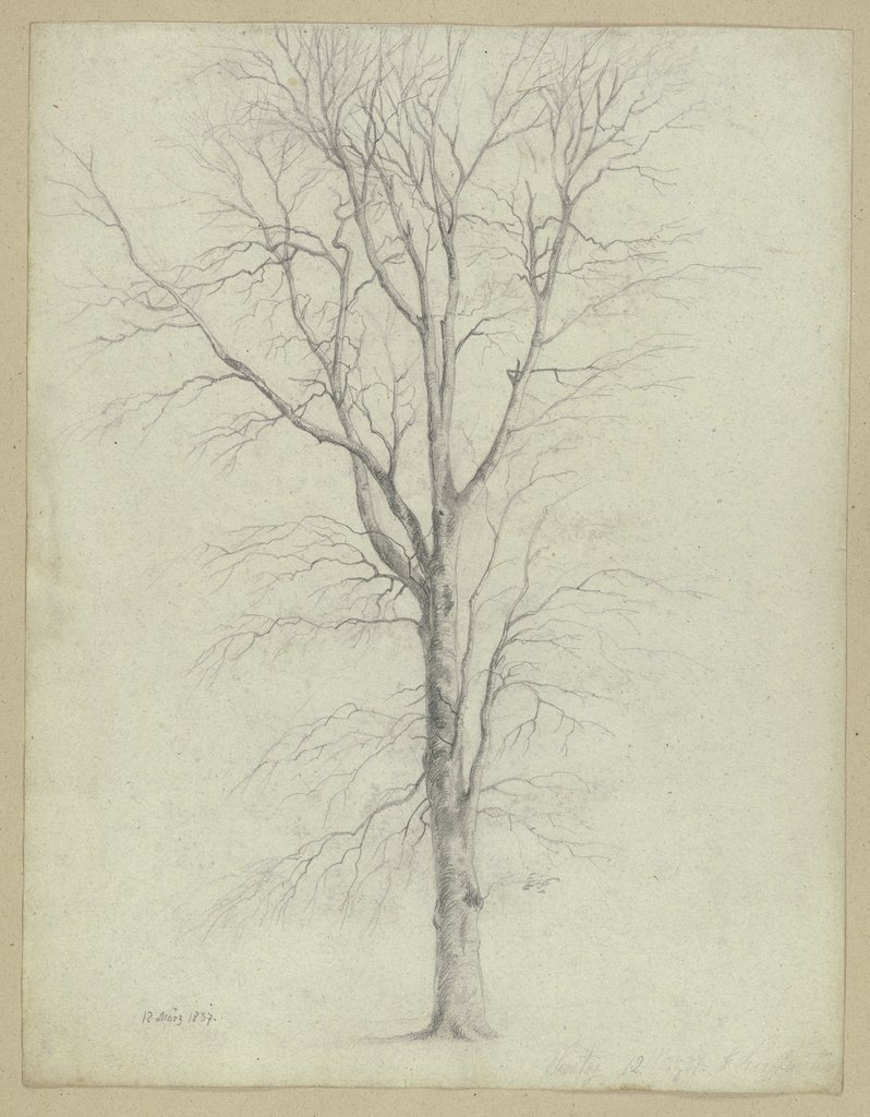 Kahler Baum, Carl Theodor Reiffenstein