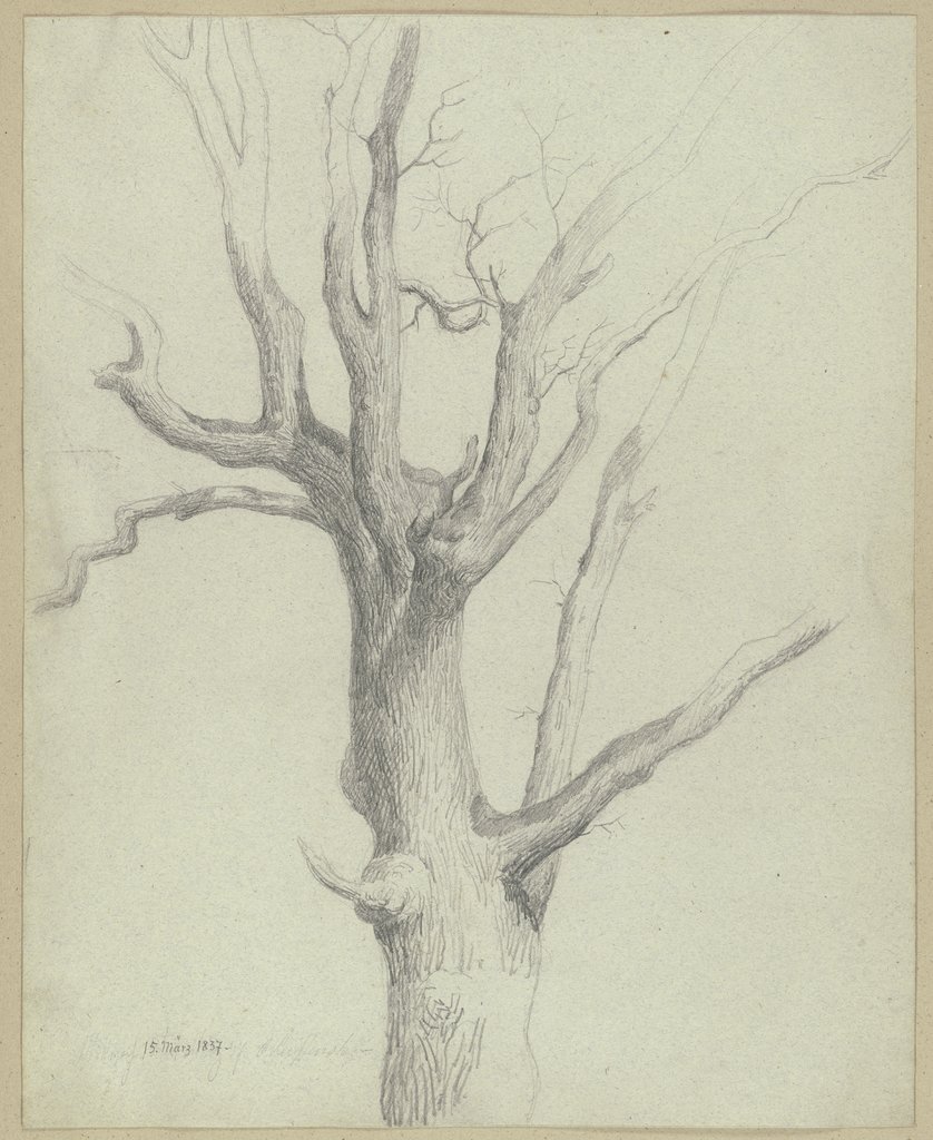 Kahler Baum, Carl Theodor Reiffenstein