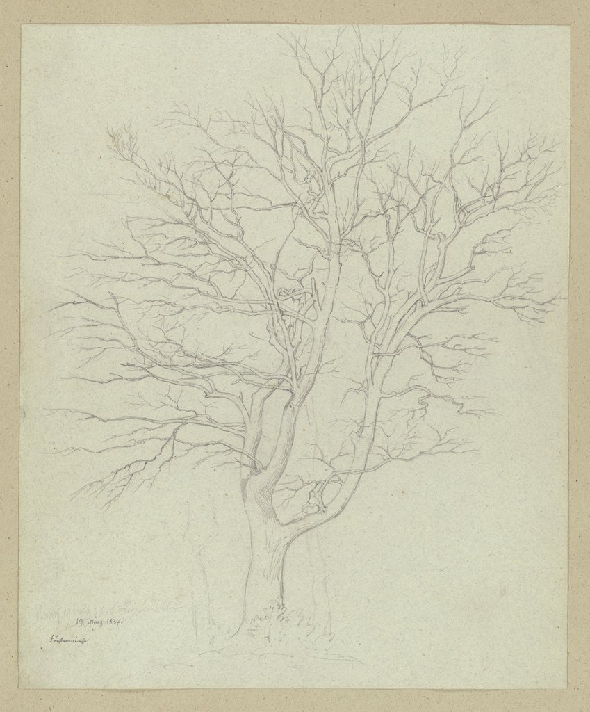 Kahler Baum, Carl Theodor Reiffenstein