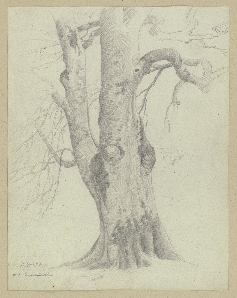 Tree, Carl Theodor Reiffenstein