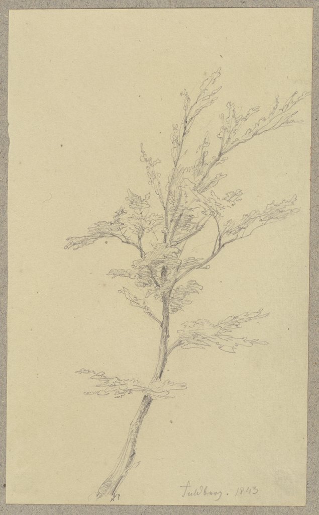 Tree near the Feldberg, Carl Theodor Reiffenstein