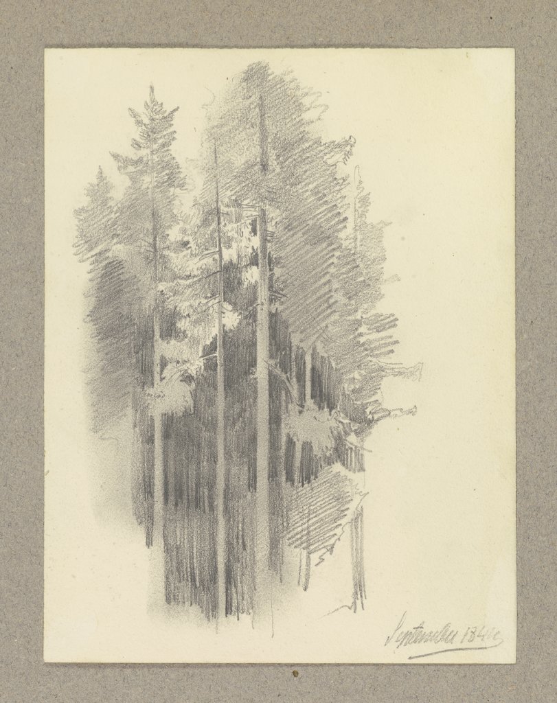 Thick conifer forest, Carl Theodor Reiffenstein