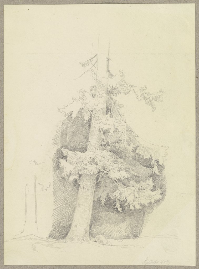 Conifer, Carl Theodor Reiffenstein