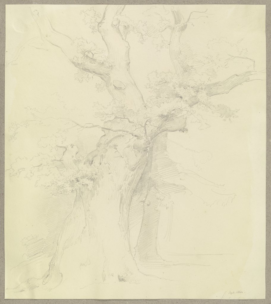 Old tree, Carl Theodor Reiffenstein