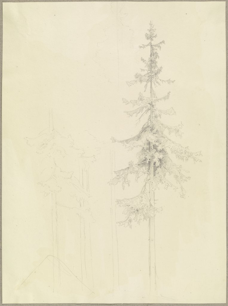 Conifers, Carl Theodor Reiffenstein