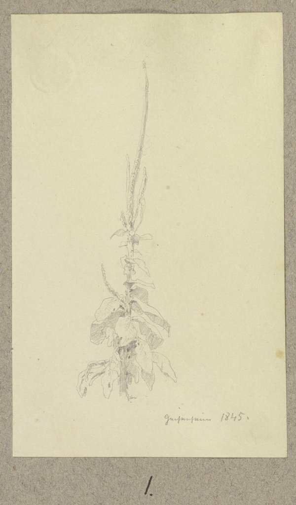 Mullein, Carl Theodor Reiffenstein