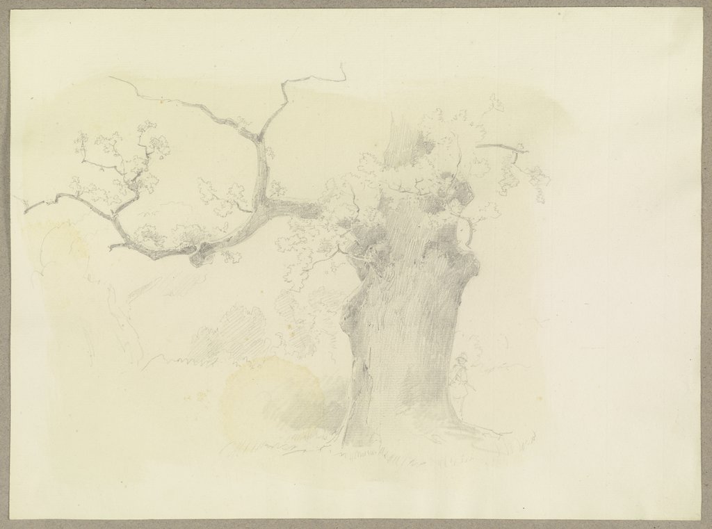 Old tree, Carl Theodor Reiffenstein