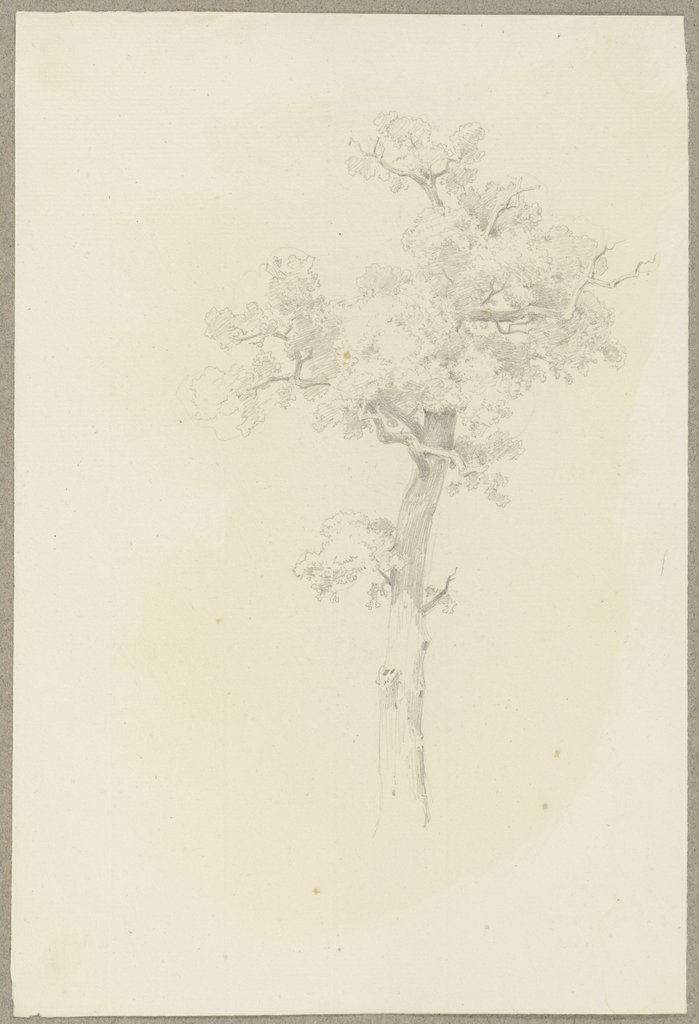 Baum, Carl Theodor Reiffenstein