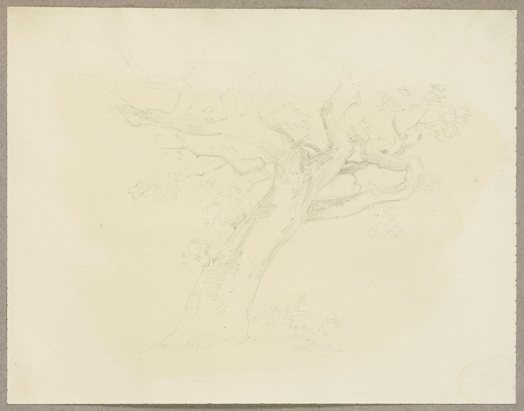 Tree, Carl Theodor Reiffenstein