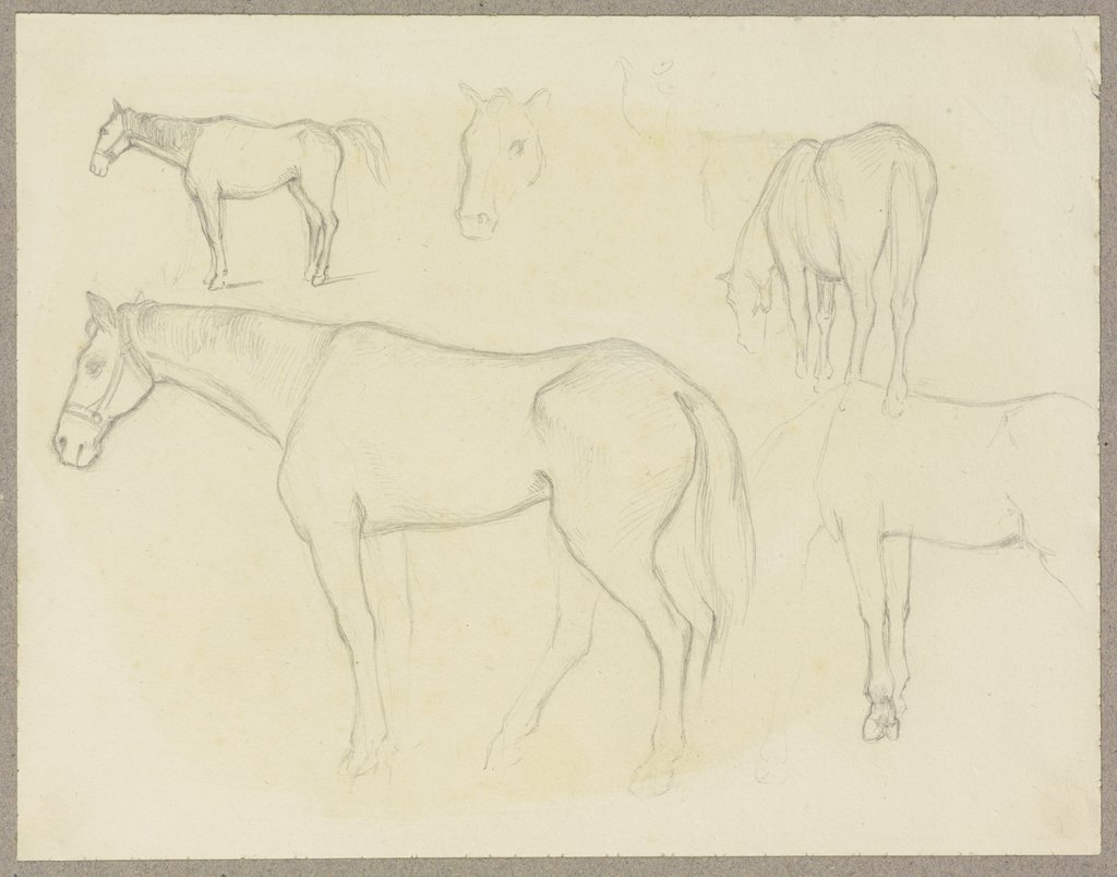 Study sheet: Horses, Carl Theodor Reiffenstein