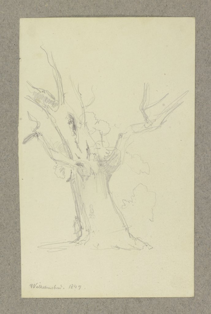 Tree in Wilhelmsbad, Carl Theodor Reiffenstein