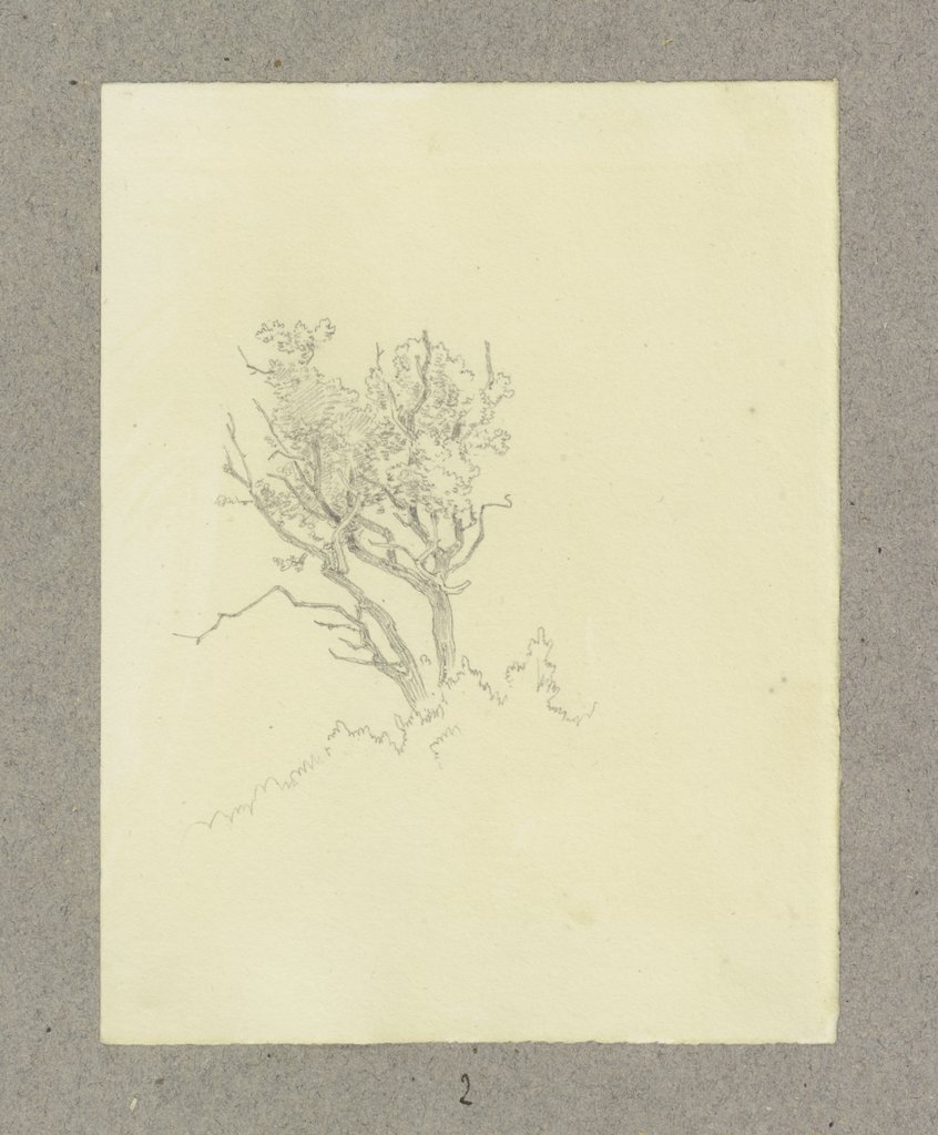 Tree, Carl Theodor Reiffenstein