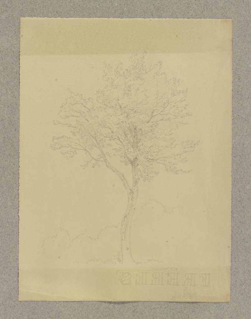 Tree, Carl Theodor Reiffenstein