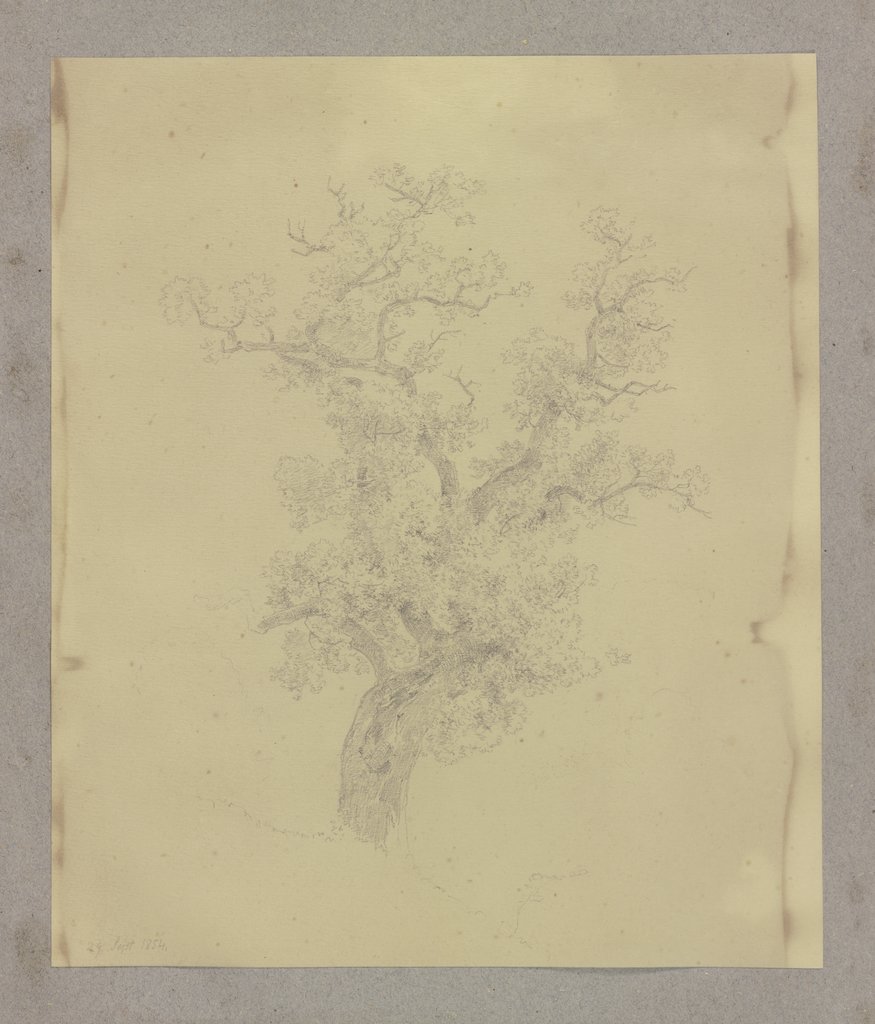 Alter Baum, Carl Theodor Reiffenstein