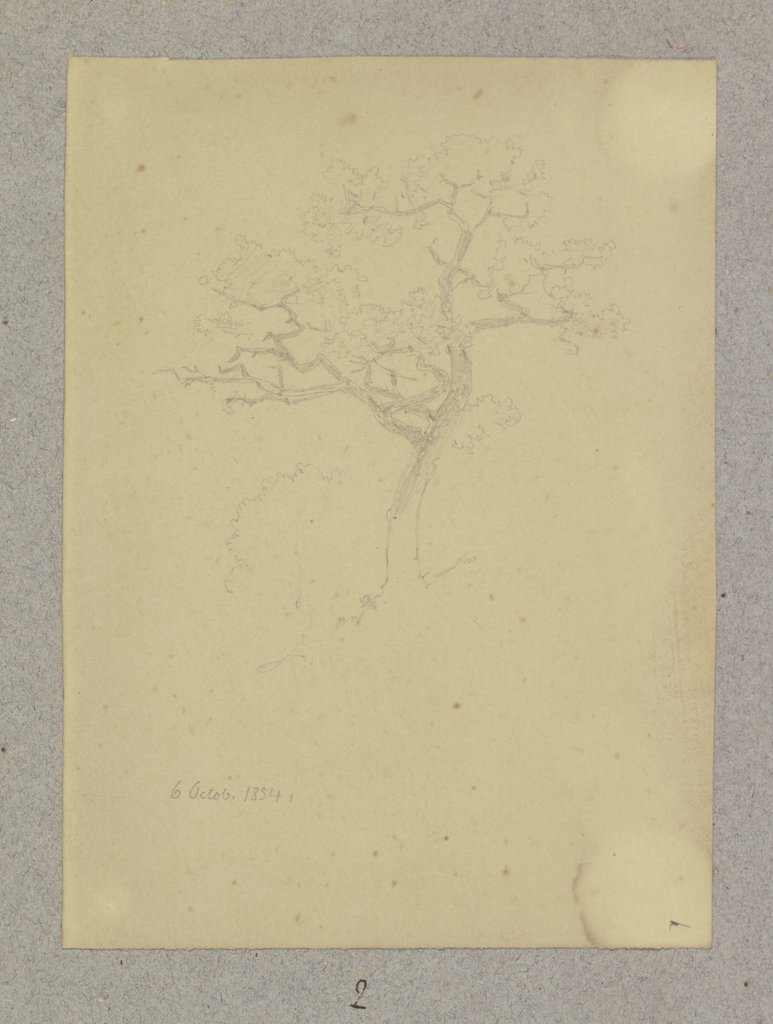 Tree, Carl Theodor Reiffenstein