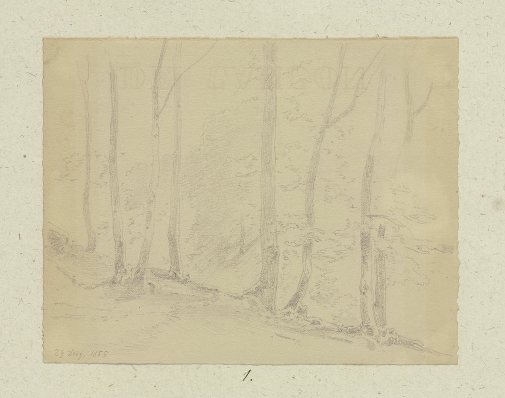 Forest section, Carl Theodor Reiffenstein