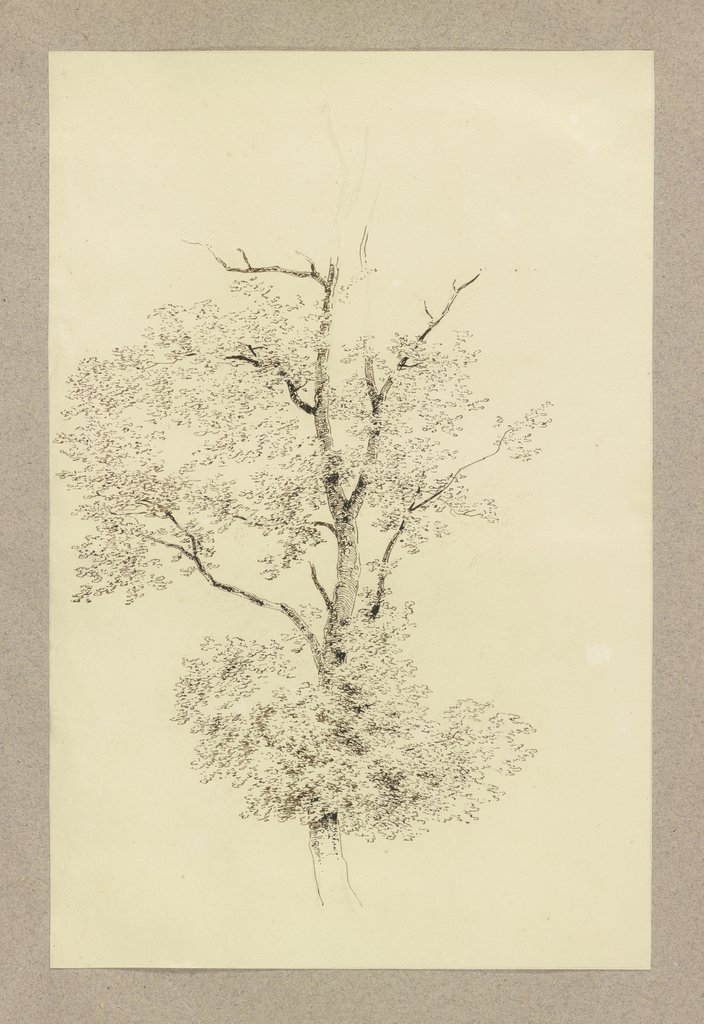 Ein Baum, Carl Theodor Reiffenstein