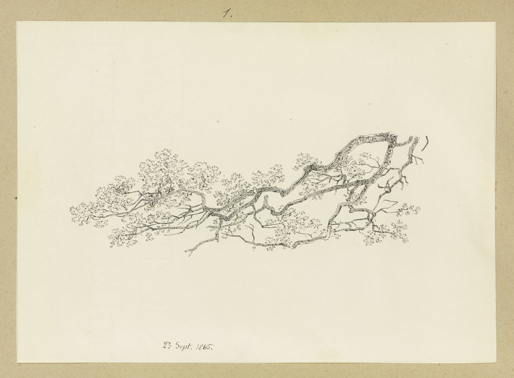 Foliated main branch, Carl Theodor Reiffenstein